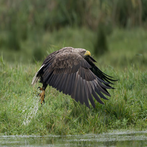 MUSE Photography Awards Silver Winner - The Wings of the Eagle by Mark Tomalla
