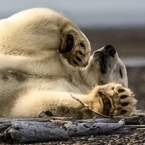 MUSE Photography Awards Gold Winner - Waiting for Winter Sea Ice. by Stu-e Rees