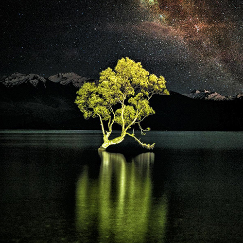 MUSE Photography Awards Gold Winner - Wanaka Tree by Stu-e Rees