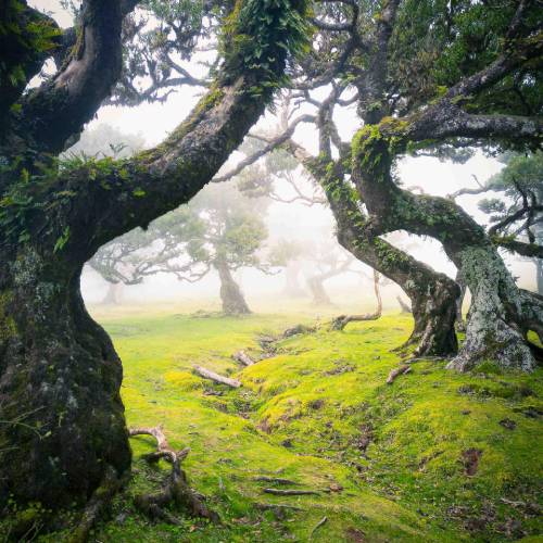 MUSE Photography Awards Silver Winner - Mysterious Fangorn Forest by Luuk Gevers