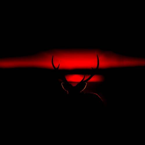 RED - Photography Winner