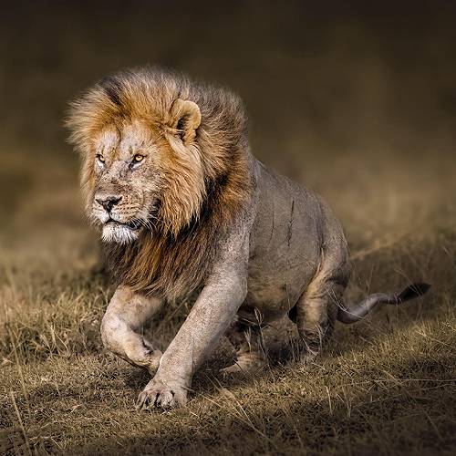 MUSE Photography Awards Gold Winner - A TRIBUTE TO THE KING by MONICA L CORCUERA