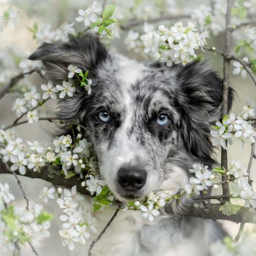 MUSE Photography Awards Gold Winner - Blue-eyed princess in white by Lucia Drietomská