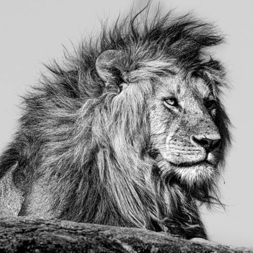 MUSE Photography Awards Silver Winner - Reconnaissance by Elizabeth Storms