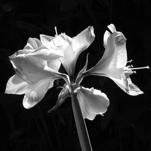 MUSE Photography Awards Gold Winner - Chlorophyll by Andrea Guedella