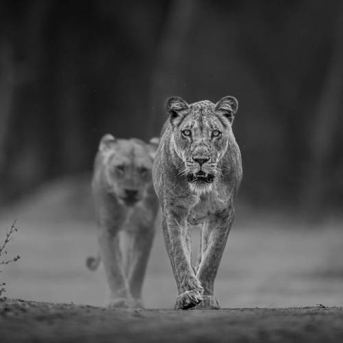 MUSE Photography Awards Silver Winner - Vigilant by Elizabeth Storms