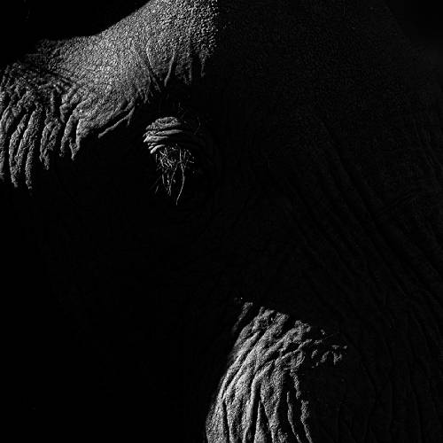 MUSE Photography Awards Silver Winner - Shadow Veils by Elizabeth Storms
