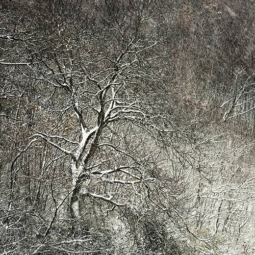 MUSE Photography Awards Silver Winner - snowfall on the Apennines by Stefano Pasquini