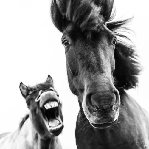 MUSE Photography Awards Silver Winner - Mates in the Wind by Helene McGuire