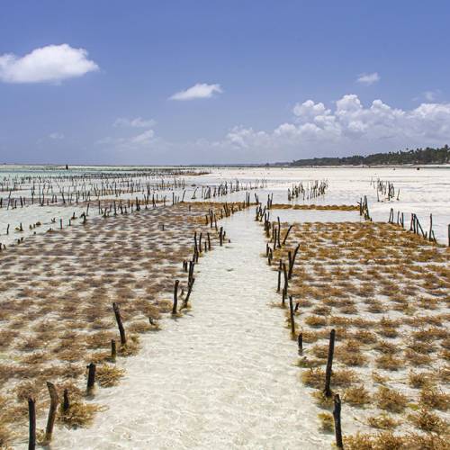 Zanzibari Seaweed Farms