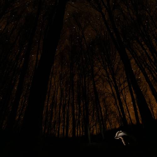 MUSE Photography Awards Silver Winner - The World of the Badger by Adam Horvath