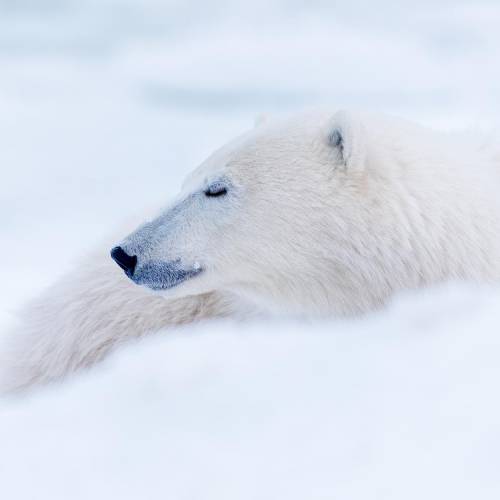 MUSE Photography Awards Gold Winner - Patience by Rares Besliu