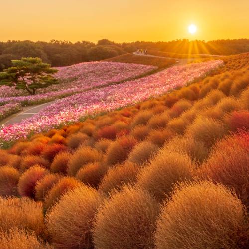 Golden Hill