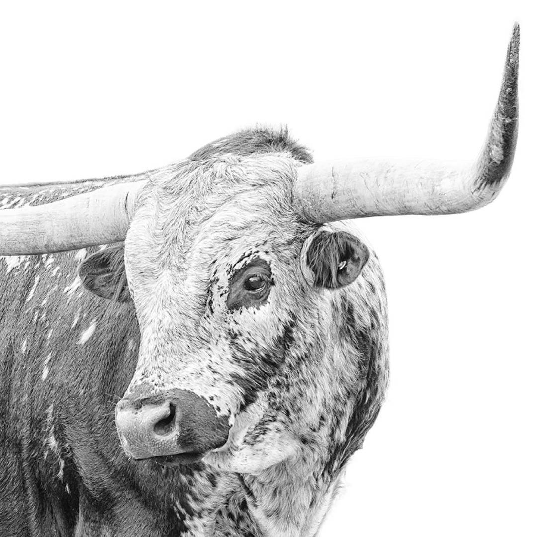 MUSE Photography Awards Gold Winner - Longhorn by Jacqueline G Harris