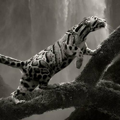 MUSE Photography Awards Gold Winner - Whispers Of The Wild by Cheraine Collette
