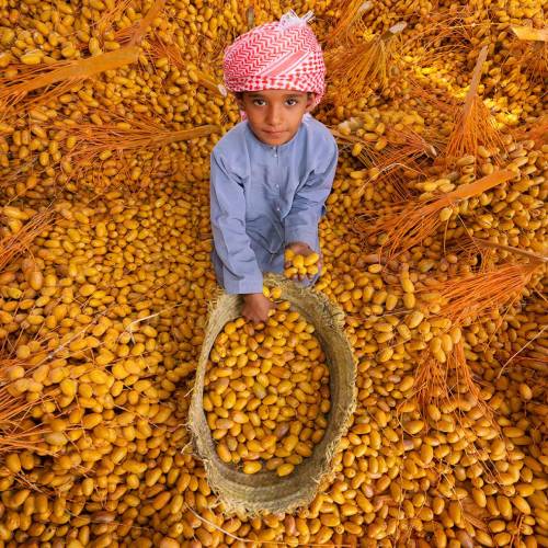 MUSE Photography Awards Silver Winner - The Golden  Dates (Ratab) by Abdulla AL-Mushaifri 