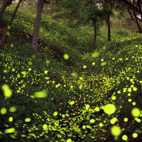 Summer Night Firefly Dance. - Photography Winner