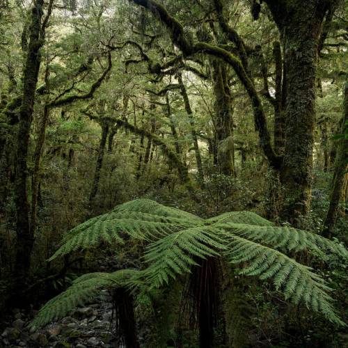 MUSE Photography Awards Silver Winner - Ponga by Stephan Romer
