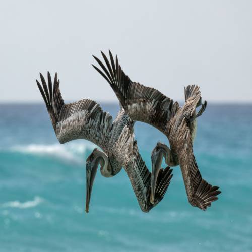 MUSE Photography Awards Silver Winner - Harmony by Mark Tomalla