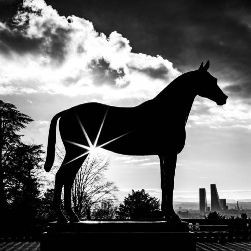 Star horse