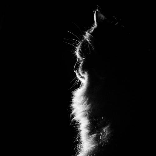 Cat in the limelight No 1