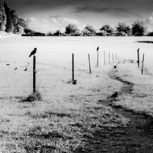Raven's lane