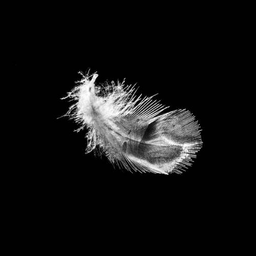 Floating Feather III
