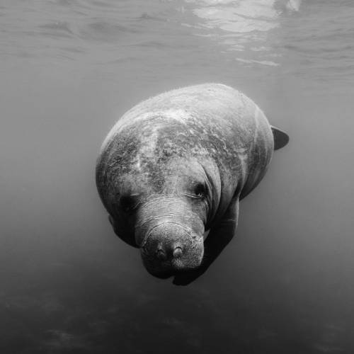 MUSE Photography Awards Gold Winner - Still Here by Eric Kanigan