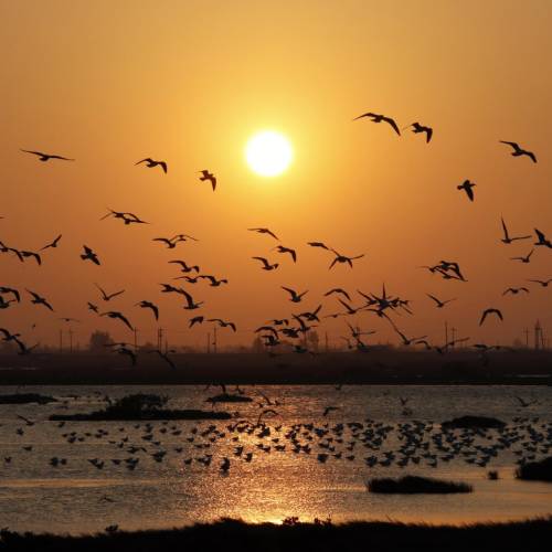MUSE Photography Awards Gold Winner - Bird paradise  by CYC