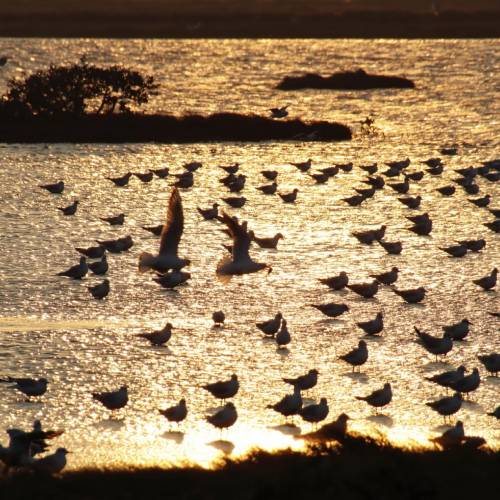 MUSE Photography Awards Gold Winner - Bird paradise  by CYC
