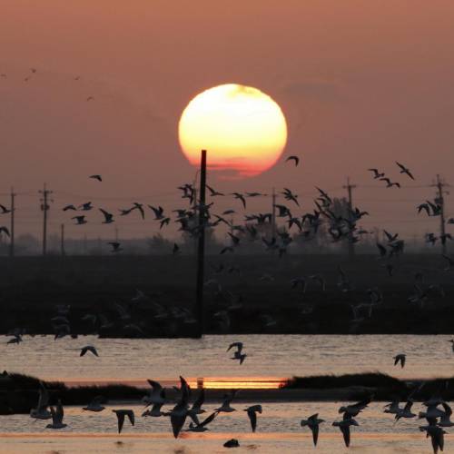 MUSE Photography Awards Gold Winner - Bird paradise  by CYC