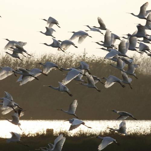 MUSE Photography Awards Gold Winner - Black-faced spoonbills flying by CYC