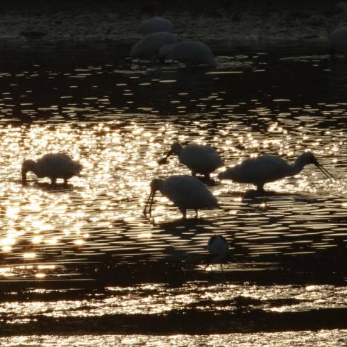MUSE Photography Awards Gold Winner - Silhouette of black-faced spoonbills by CYC