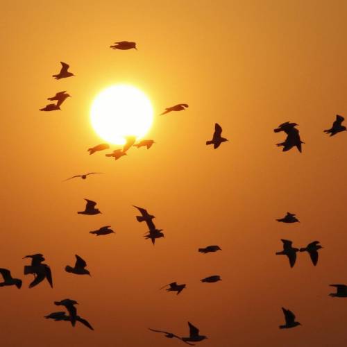 MUSE Photography Awards Silver Winner - Silhouette of birds by CYC