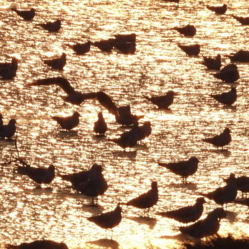 MUSE Photography Awards Silver Winner - Bird paradise by CYC