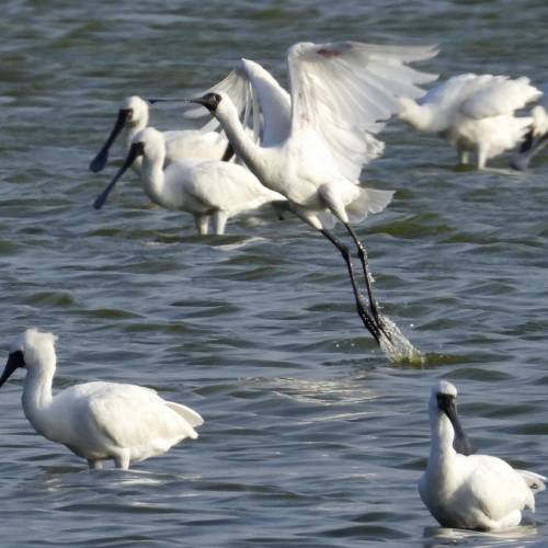 MUSE Photography Awards Gold Winner - Black-faced spoonbills by CYC