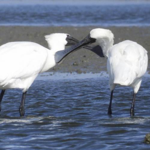 MUSE Photography Awards Gold Winner - Black-faced spoonbills touch by CYC