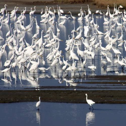 MUSE Photography Awards Silver Winner - Bird paradise  by CYC