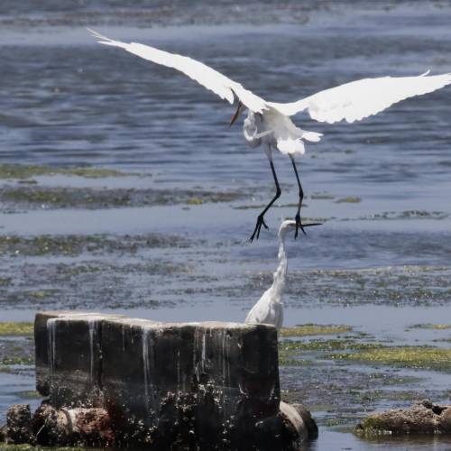 MUSE Photography Awards Silver Winner - Egret touching  by CYC