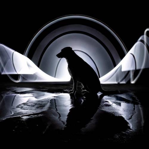 MUSE Photography Awards Gold Winner - Creating Magic With Light And A Dog by Sabrina Steinert