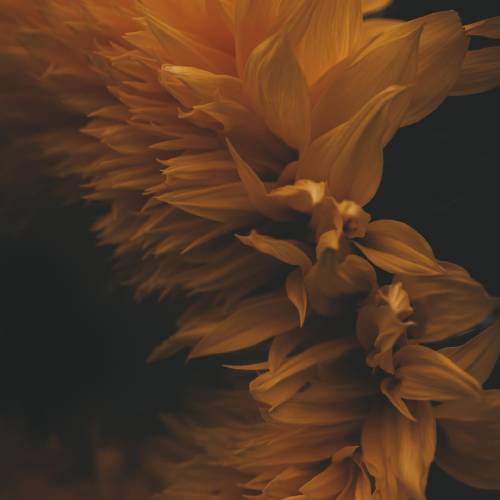 MUSE Photography Awards Gold Winner - Fire Bird by Kim May