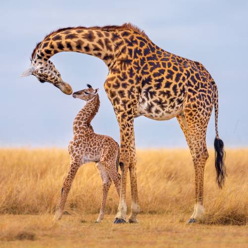 MUSE Photography Awards Gold Winner - A mother's love by Thomas Nicholson