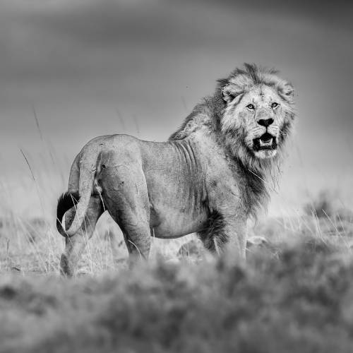 MUSE Photography Awards Silver Winner - Looking back by Thomas Nicholson