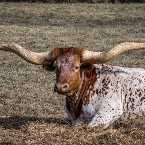 MUSE Photography Awards Silver Winner - Young Bull by Zach Wharton