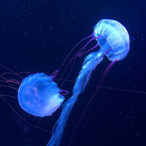 MUSE Photography Awards Gold Winner - medusa by QIN LUO