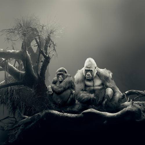 MUSE Photography Awards Silver Winner - Mystic Encounter by Cheraine Collette