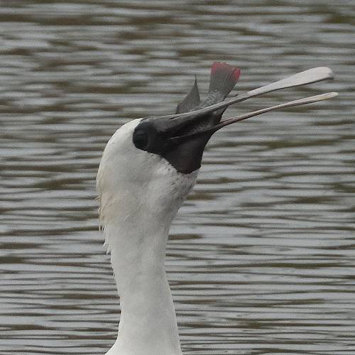 MUSE Photography Awards Silver Winner - A black-faced spoonbill fishing by DC