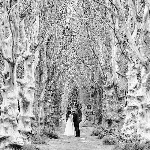 MUSE Photography Awards Silver Winner - Taller than the tallest tree by Hamed Fathi