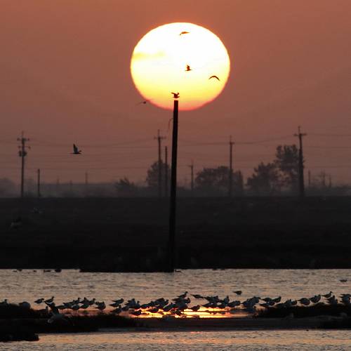 MUSE Photography Awards Gold Winner - Bird paradise & sunset by DC