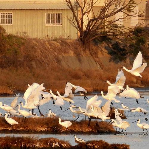 MUSE Photography Awards Gold Winner - Black-faced spoonbills flying by DC